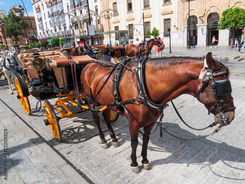 horse and carriage in Seville