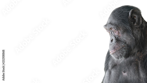 Photography Portrait of curious Chimpanzee like asking a question, at white background, deta