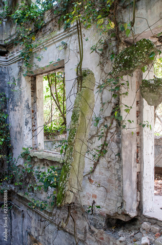 Wall with window overgrown with ivy. old house overgrown with vines