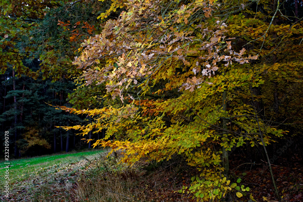 beautiful colors of autumn