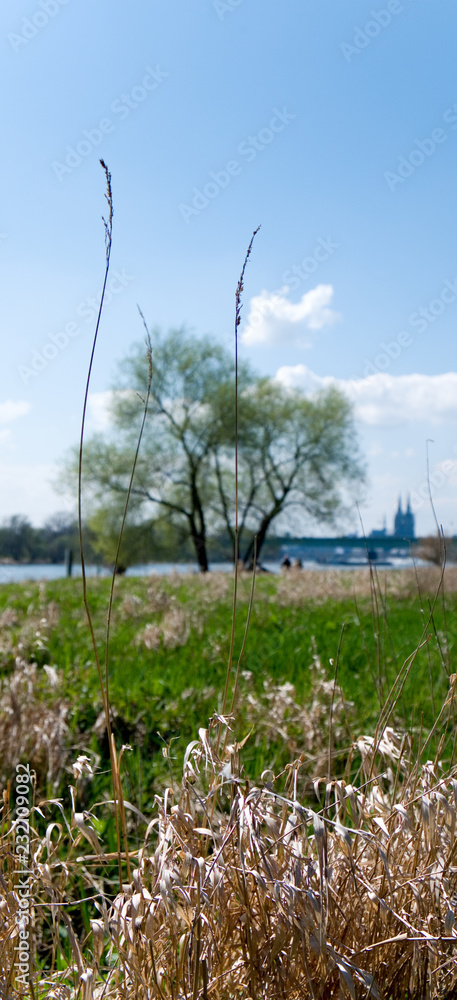 Fototapeta premium Panorama of Cologne with Cathedral