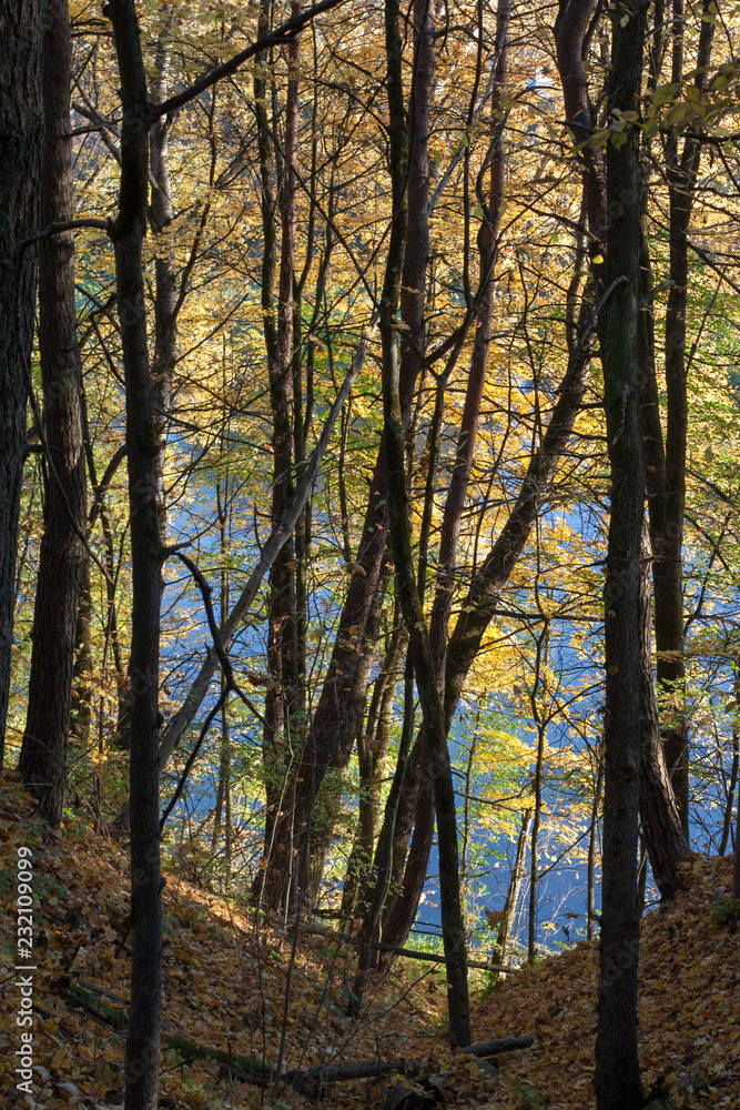 Forest and yellow leaves Forest and yellow leaves