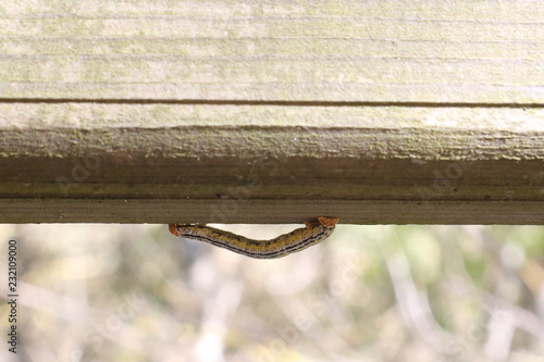 An infesting haunting caterpillar with orange head and green and black stripes slithering on a fence board in Calmarza, Aragon region, Spain photo