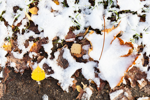 the first snow on yellow fallen leaves on ground