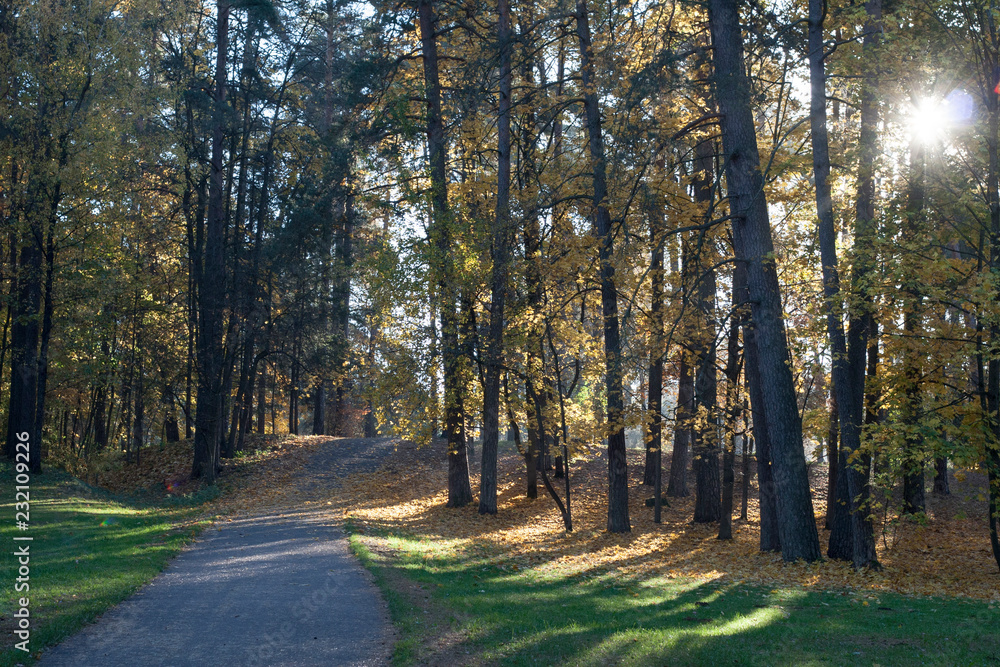 Obraz premium Forest and sunny day