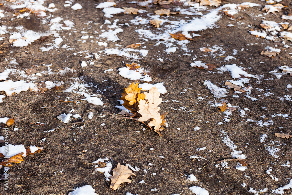 Obraz premium fallen oak leaves and snow on ground of park