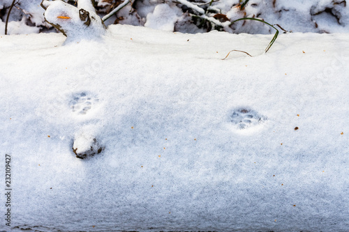 cat footsteps on the first snow covered tree trunk © vvoe