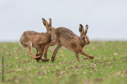 Brown Hare