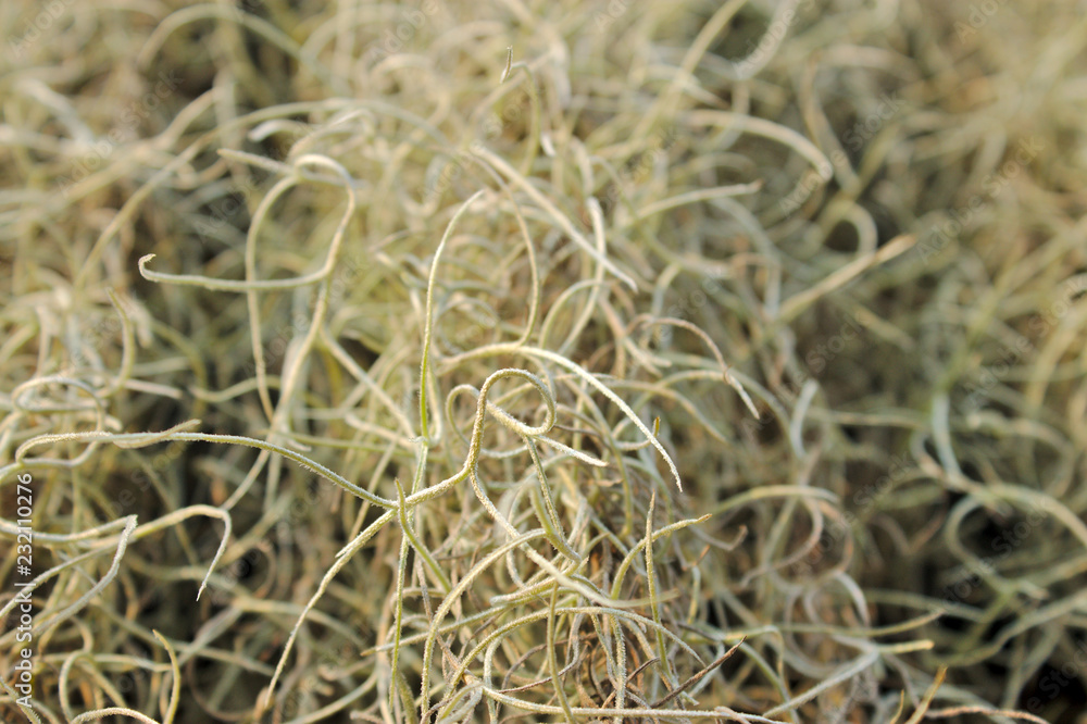 closeup of grass closeup of grass