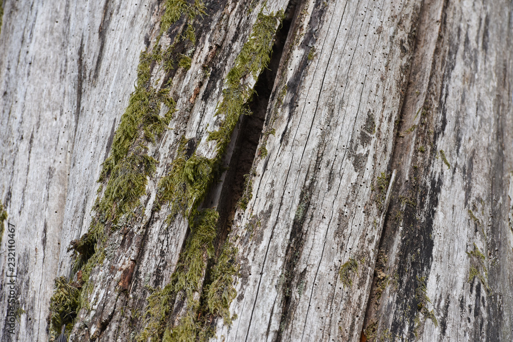 Fototapeta premium texture ecorce bois foret tronc arbre scolyte