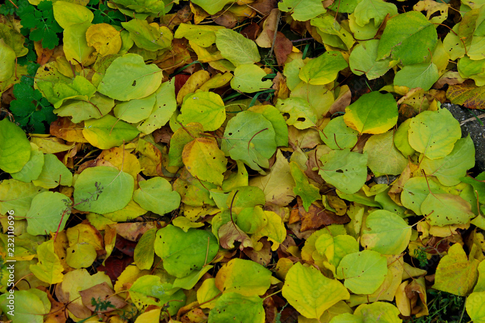 Beautiful Nature Background. Cropped Shot Of Colorful Leaves. Nature, Parks, Outdoor Concept. Colorful Leaves On The Ground.
Beautiful Nature Background. Cropped Shot Of Colorful Leaves. Nature, Parks, Outdoor Concept. Colorful Leaves On The Ground.