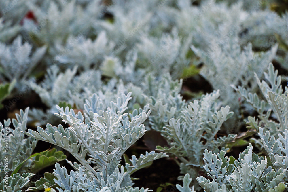 Bush plant cinerarium white color closeup Bush plant cinerarium white color closeup
