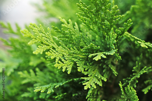 Background of many green branches of thuja