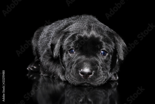 Labrador puppy lying on black background