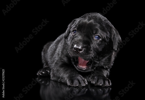 Fototapeta Naklejka Na Ścianę i Meble -  Labrador puppy yawn