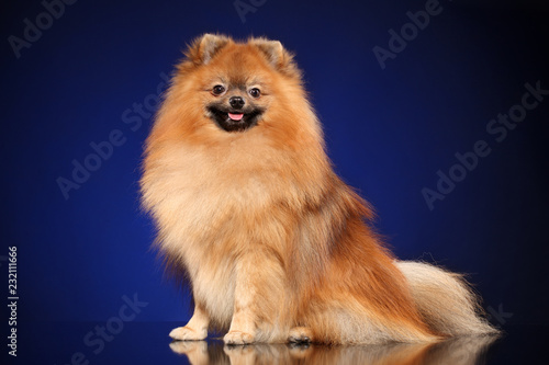 Cheerful Spitz dog deep-blue background