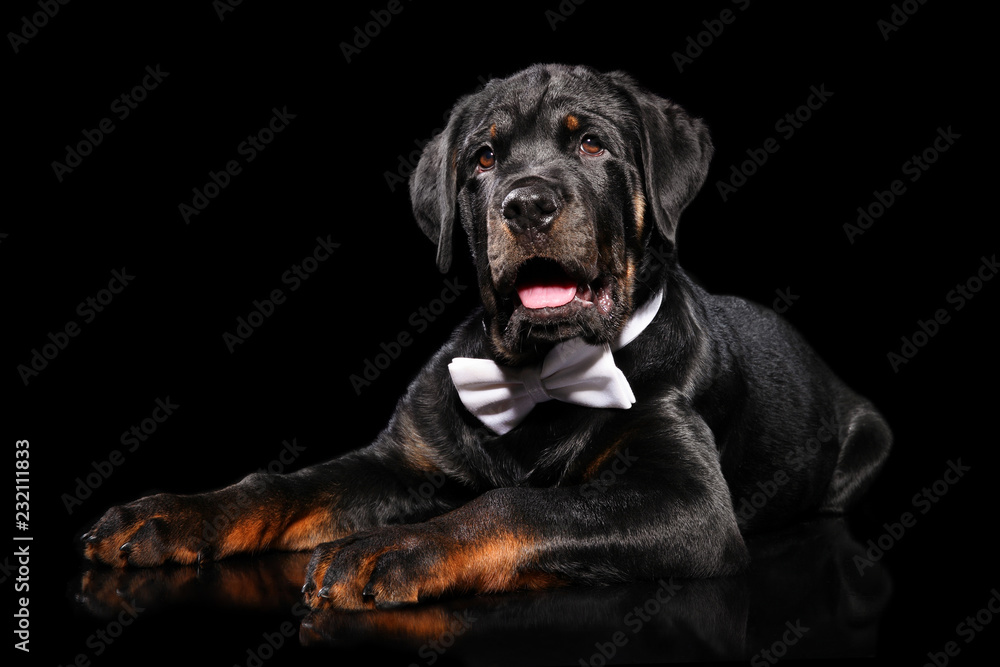 Young Rottweiler puppy in bow tie Young Rottweiler puppy in bow tie
