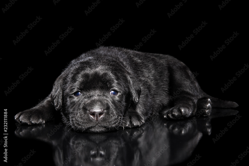 Fototapeta premium Labrador puppy on black background