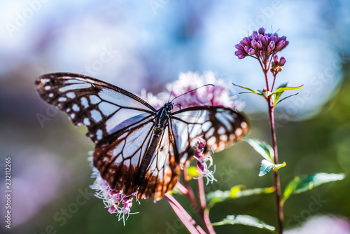 アサギマダラとフジバカマ