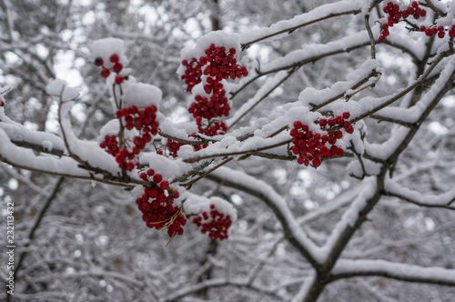 Red berries and winter forest
