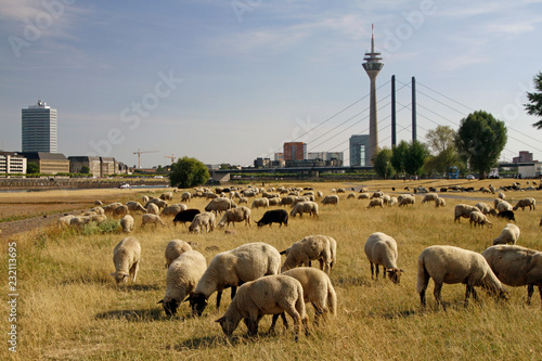 Flock of sheep grazing in D  sseldorf  Germany