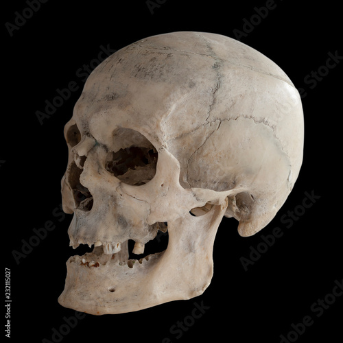 Real human skull, close up.