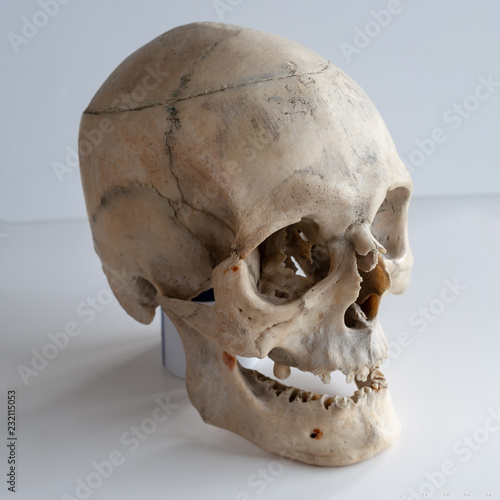 Real human skull, close up.