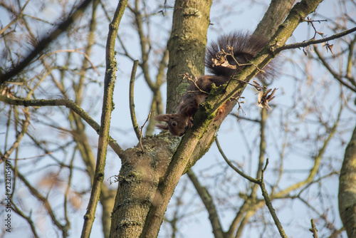 Eichhörnchen auf einem Baum
