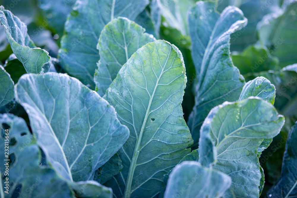 green, cabbage, leaf, plant, vegetable, food green, cabbage, leaf, plant, vegetable, food