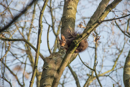 Eichhörnchen auf einem Baum