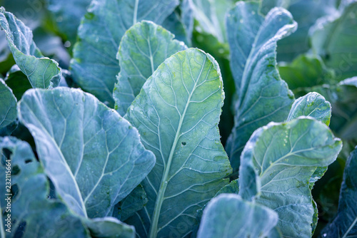 green, cabbage, leaf, plant, vegetable, food