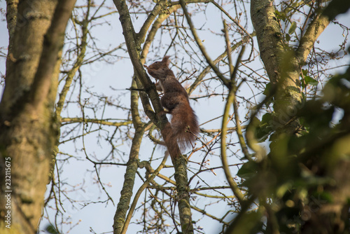 Eichhörnchen auf einem Baum