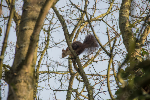 Eichh  rnchen auf einem Baum