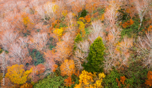 Aerial View of Colorful Autumn Leaves or Autumn Forest on top of hakkoda mountain in nature concept.