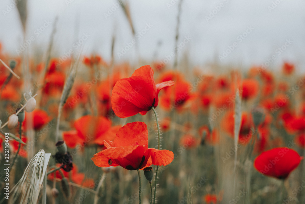 Obraz premium Poppies