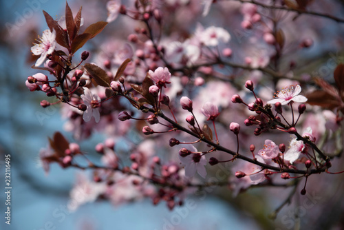 Kirschblüten