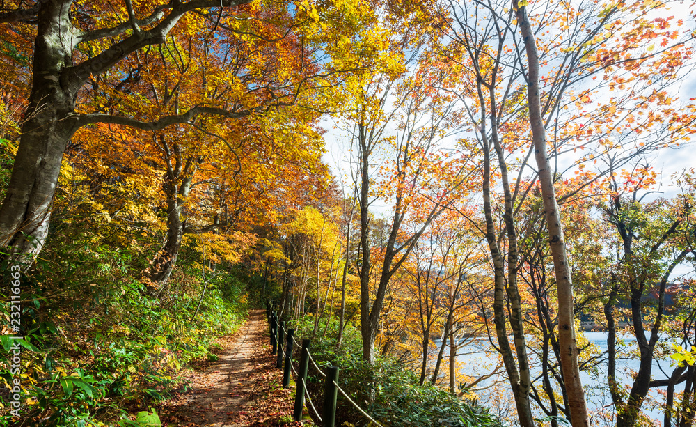 The path in the forest with the leaves change colors on good weather in the fall Beside a pond with a mountain in travel and nature concept. The path in the forest with the leaves change colors on good weather in the fall Beside a pond with a mountain in travel and nature concept.