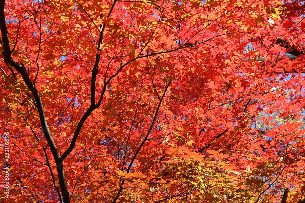 Maple leaves autumn
