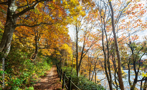The path in the forest with the leaves change colors on good weather in the fall Beside a pond with a mountain in travel and nature concept.