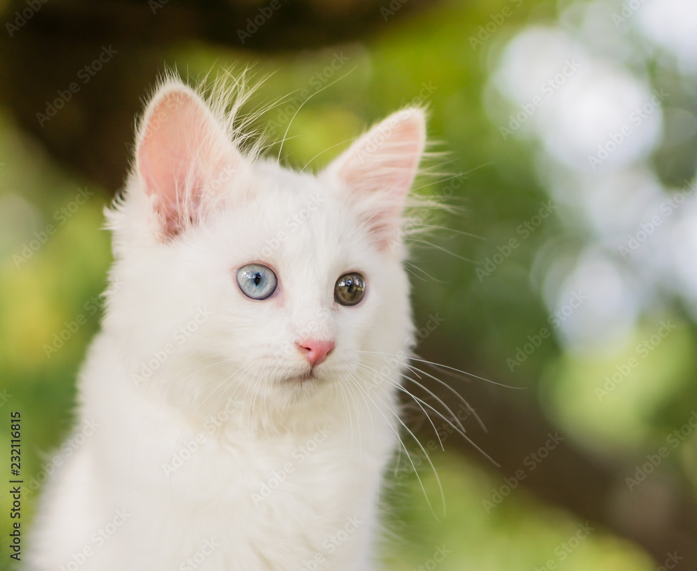 Cute white cat on a tree.