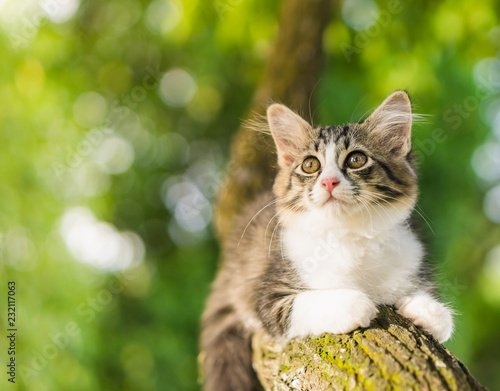 Cute cat is lying on the tree ,Little kitten on a branch
