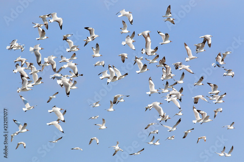 A flock of seagulls flying at Bang Pu, Thailand