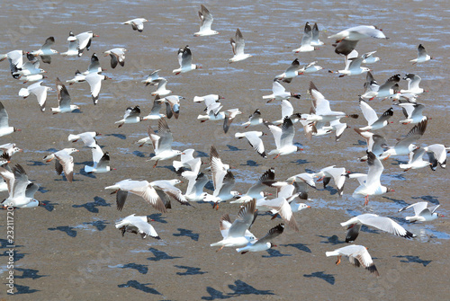 A flock of seagulls flying at Bang Pu, Thailand