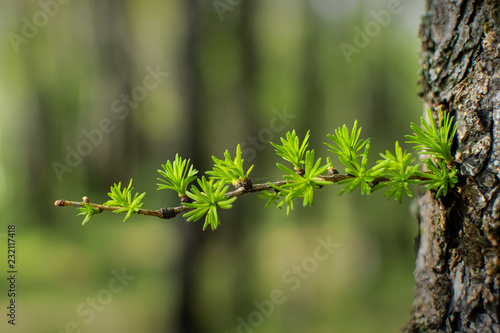 green needles on a larch branch