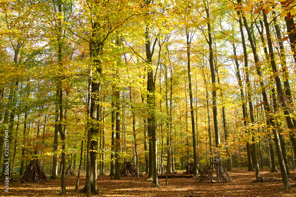 Obraz premium Herbstwald