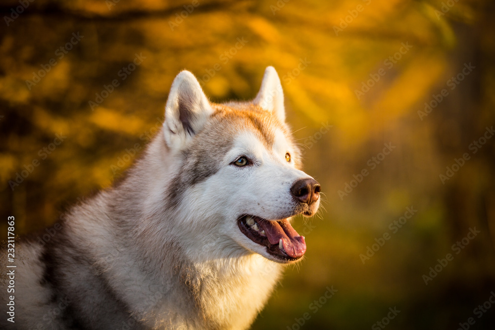 Close-up Portrait of beautiful Beige and white dog breed Siberian Husky sitting in fall on a bright forest background.