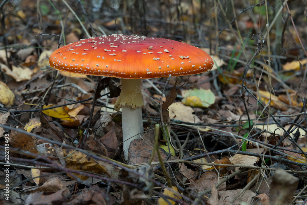 The red and white poisonous toadstool or mushroom called ly Agaric The red and white poisonous toadstool or mushroom called ly Agaric