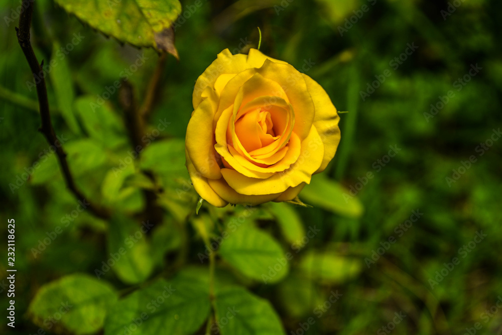Nature e amor Nature e amor