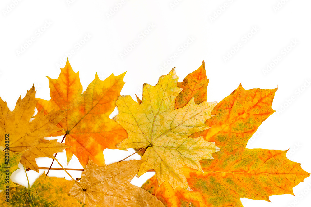 Fototapeta premium yellow, red and brown maple leaves