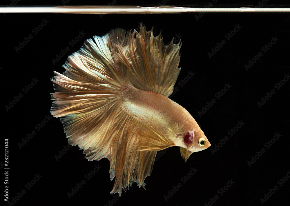 Capture of beautiful golden fighting fish , Betta movement on a black background Capture of beautiful golden fighting fish , Betta movement on a black background